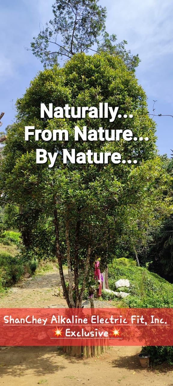 Spiced & Seasoned! Wild Sri Lankan (Ceylon) Clove Flower Buds/Powder- Pain-Parasites-Memory