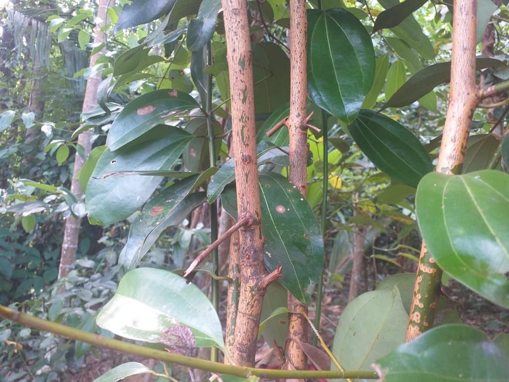 Spiced & Seasoned! True Wild Sri Lankan Ceylon Cinnamon. Blood Sugar/Pressure-PCOS-Cholesterol-Gas