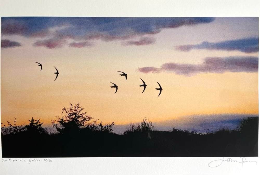 Image of Swifts over the garden 