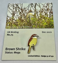 Image 1 of Brown Shrike - December 2021 - UK Birding Pins- Enamel Pin Badge