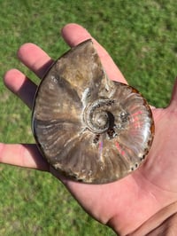 Image 4 of Purple - Rainbow Iridescent Ammonite Shell Fossil | Madagascar #2895