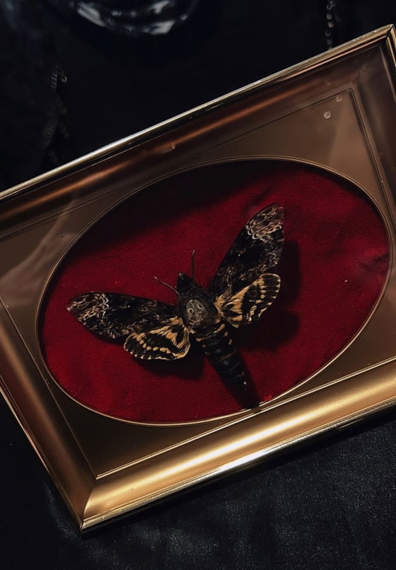 Image of  Deaths Head Moth  