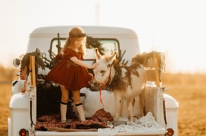 Image of Christmas Donkey Minis