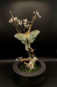 Image 1 of Luna moth dome 