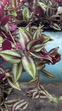 Image 2 of 10 Tradescantia Zebrina Cuttings – Unrooted