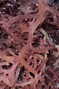 Image 4 of Irish seamoss wildcrafted 