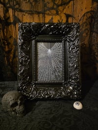 Image 1 of Large Chunky Gothic black ornate framed preserved web