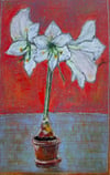 Amaryllis 