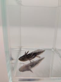 Image 1 of Axanthic Juvenile Axolotl