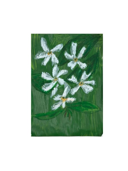 Image of Jasmin étoilé - 1 inflorescence (1)