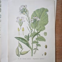 Image 1 of Planches De Botanique Anciennes Potager