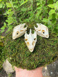 Image 2 of Turtle Skull