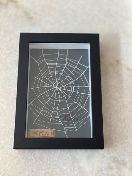 Image of Redback spider and web frame faux taxidermy 