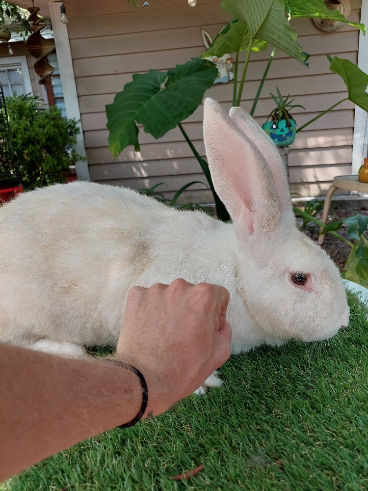 Image of Flemish Giant 5 (Fixed)