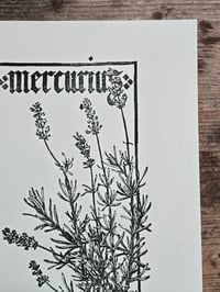 Image 3 of Mercurius Lavandula • Planherbarium linocut paper print