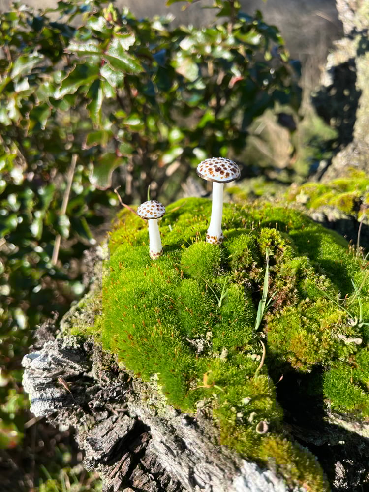 Image of 2 Brown Spotted White Mushroom Plant Spikes