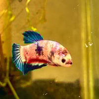 Image of Multicolour Betta Male HMPK