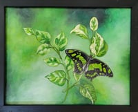 Image 1 of Malachite Butterfly 
