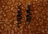 snake earrings