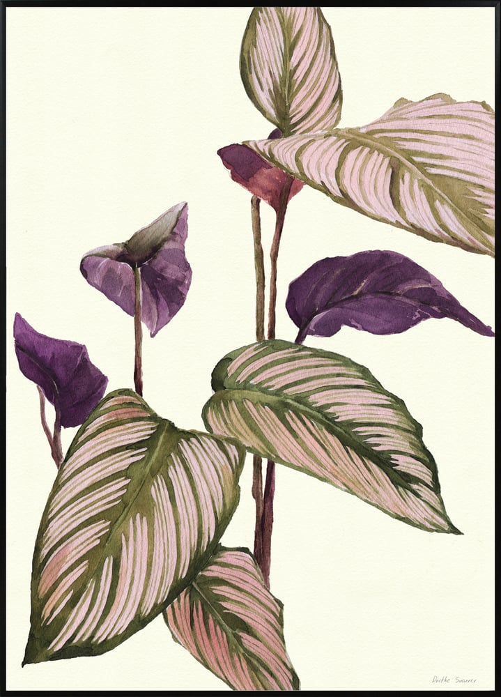 Image of Calathea - various sizes - prices from