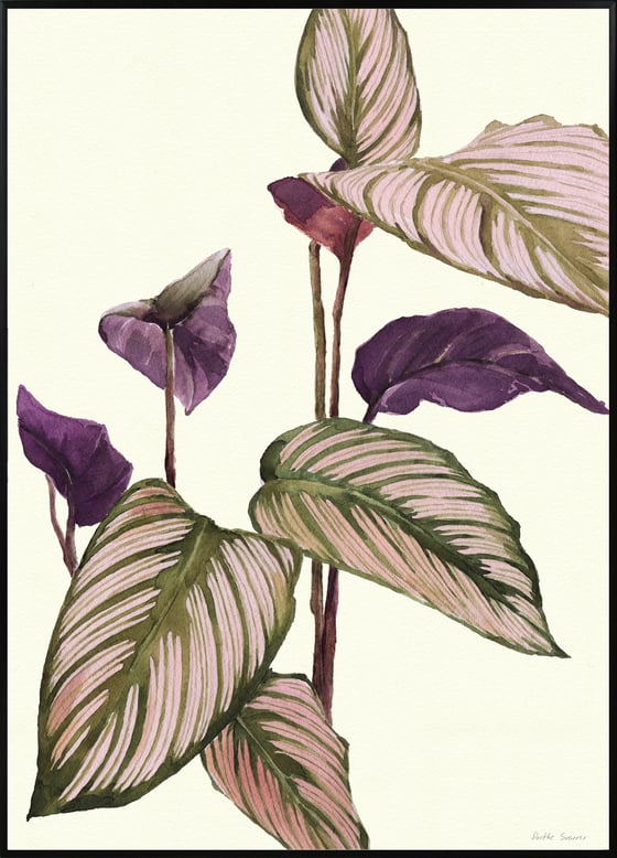 Image of Calathea - various sizes - prices from