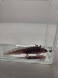 Image 3 of Hypo Copper