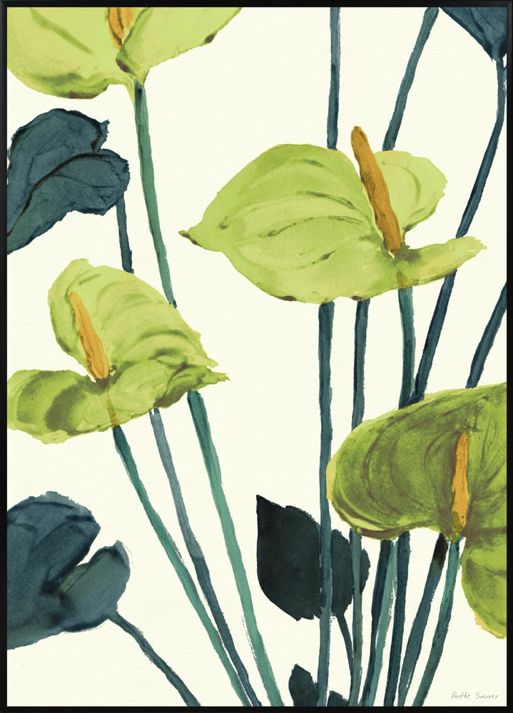 Image of Anthurium Green 