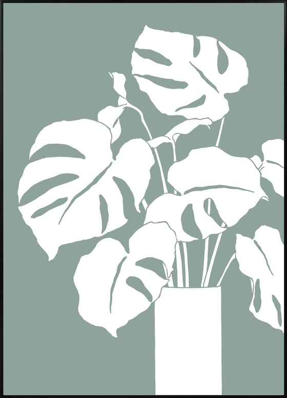 Image of White Monstera A3