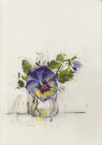 Pansies