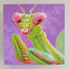 'Praying Mantis' Original Painting