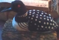 Image 1 of Loon with chick