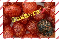 Gushers