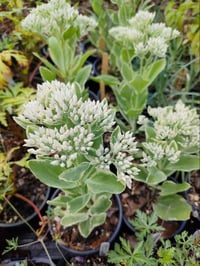 Sedum (Cream/Green Variegation)