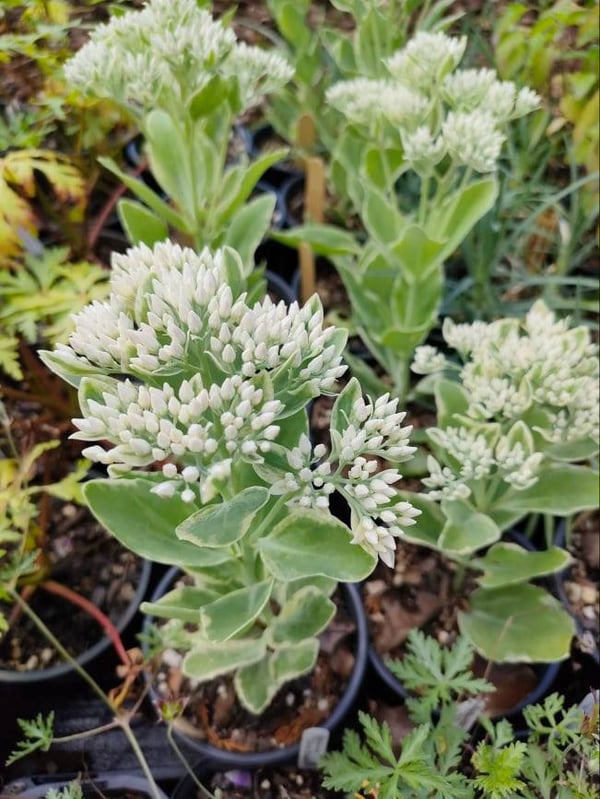 Image of Sedum (Cream/Green Variegation)