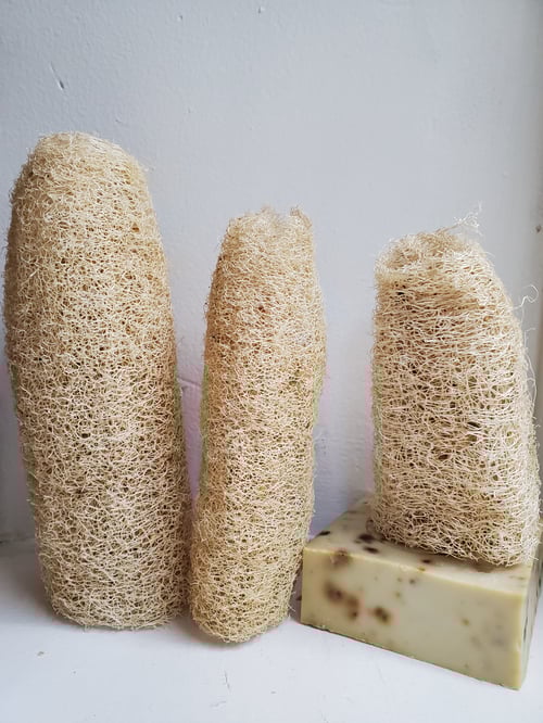 Organic heirloom loofah
