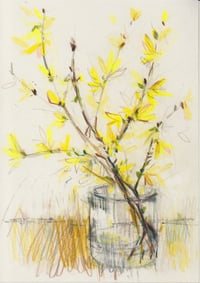 Forsythia 