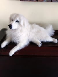 Image 2 of 11" Great Pyrenees dog