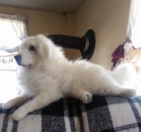 Image 3 of 11" Great Pyrenees dog