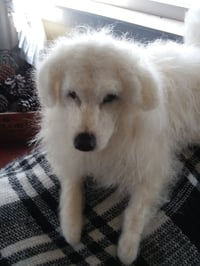 Image 4 of 11" Great Pyrenees dog
