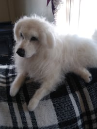 Image 5 of 11" Great Pyrenees dog