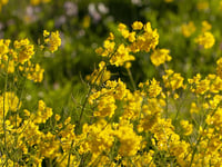 Image 2 of Wilder Ranch - Honey/Wildflowers Soy Wax Candle 