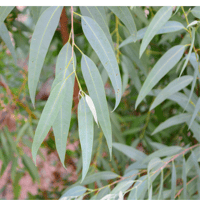 Image 5 of Natural Bridges - Eucalyptus/Sea Salt Soy Wax Candle