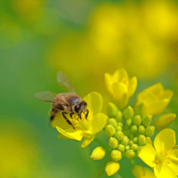 Image 3 of Wilder Ranch - Honey/Wildflowers Soy Wax Candle 