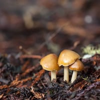 Image 2 of Forest of Nisene Marks - Oakmoss/Amber Soy Wax Candle