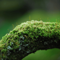 Image 4 of Forest of Nisene Marks - Oakmoss/Amber Soy Wax Candle