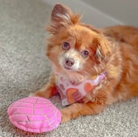 Image 4 of New! Concha Pet Toy