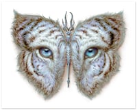 Image 4 of Lepidoptera 10/11 - 2 print set