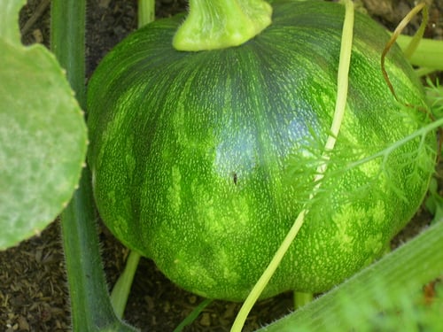 Image of Fairytale Squash (Organic Heirloom)