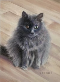 Beautiful grey cat