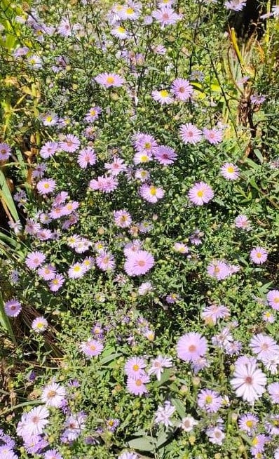 Image of Aster (Mauve)